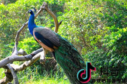 探秘梦境,我梦见孔雀受伤了,寓意何在? 探秘梦境,我梦见孔雀受伤了,寓意何在?