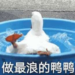 网红比心鸭子高清无水印表情包大全分享
