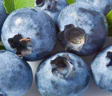 蓝莓水果壁纸