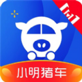 小明猪车