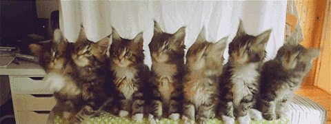 抖音五只猫摇头的动态图片分享
