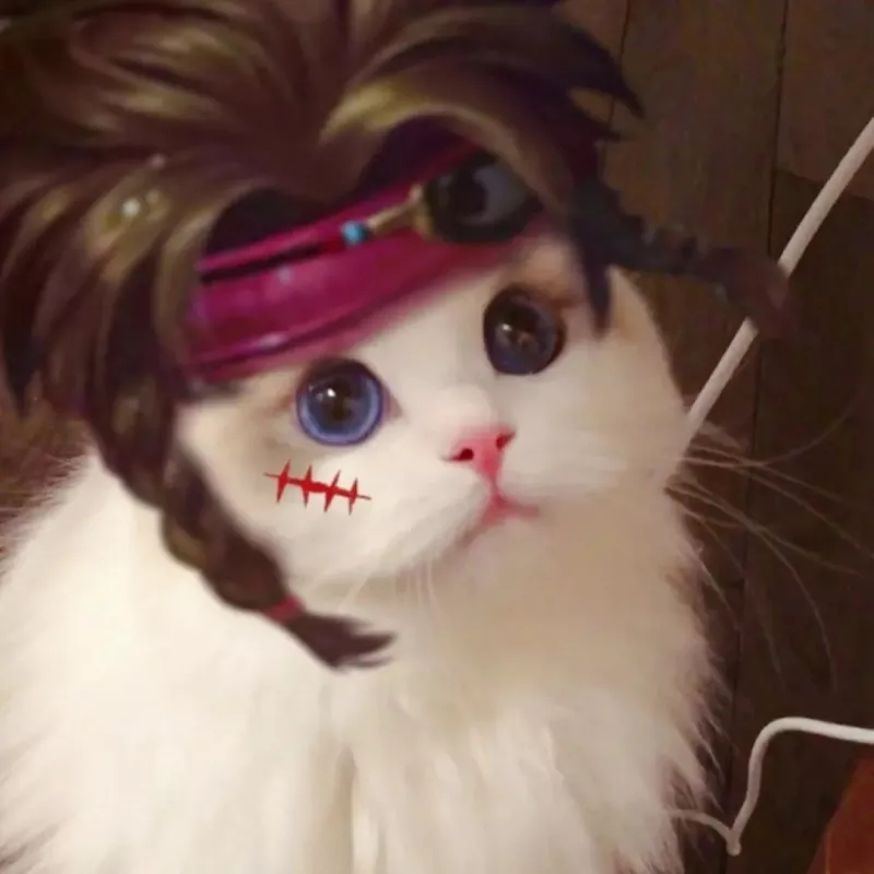 猫咪头像战士英雄高清图片汇总