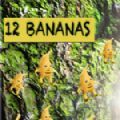 12根香蕉手游