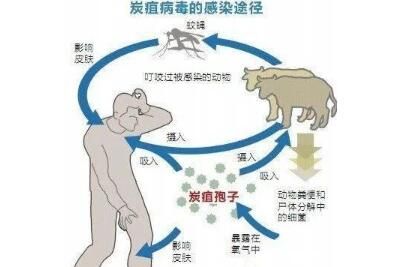 炭疽病主要渠道传播有哪些