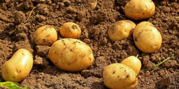 在土豆之前印第安人常吃啥 淘宝每日一猜11.7今日答案[多图]图片2
