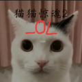 猫猫惊魂2